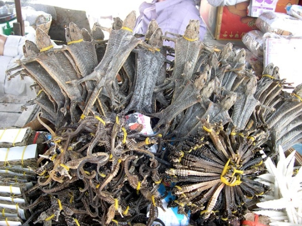 Về miền Tây thưởng thức 'vũ nữ chân dài' ảnh 8