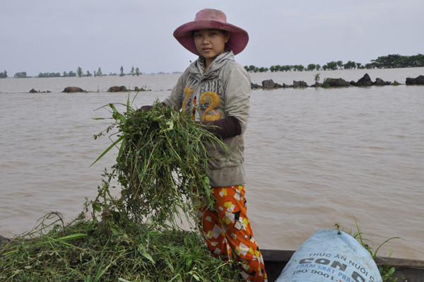 Chị Lê Thị Bích nói: “Em phải chống ghe đi hơn 5 km để kiếm cỏ cho trâu bò ăn”. Cô Lê Thị Bích nói: “Em phải chống ghe đi hơn 5 km để kiếm cỏ cho trâu bò ăn”