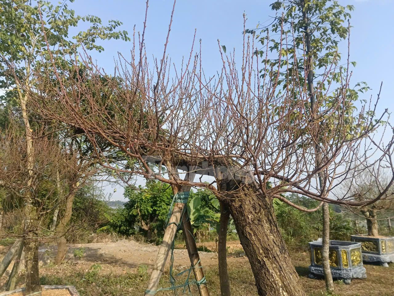 Người dân ở đây trồng đào từ những năm 80 ở thế kỷ trước. Đến năm 2013, được UBND tỉnh Phú Thọ công nhận làng đào lấy tên làng đào Nhà Nít với hơn 100 hộ dân tham gia.