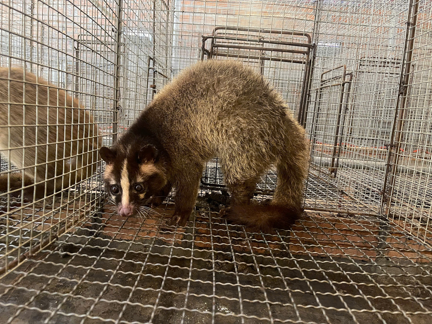 Cầy vòi mốc là con vật dễ nuôi cho kinh tế cao. Hiện nay, sau khi trừ các chi phí anh Thảo thu về khoảng 3 tỷ đồng mỗi năm. Cầy vòi mốc là con vật dễ nuôi cho kinh tế cao. Hiện nay, sau khi trừ các chi phí anh Thảo thu về khoảng 3 tỷ đồng mỗi năm.