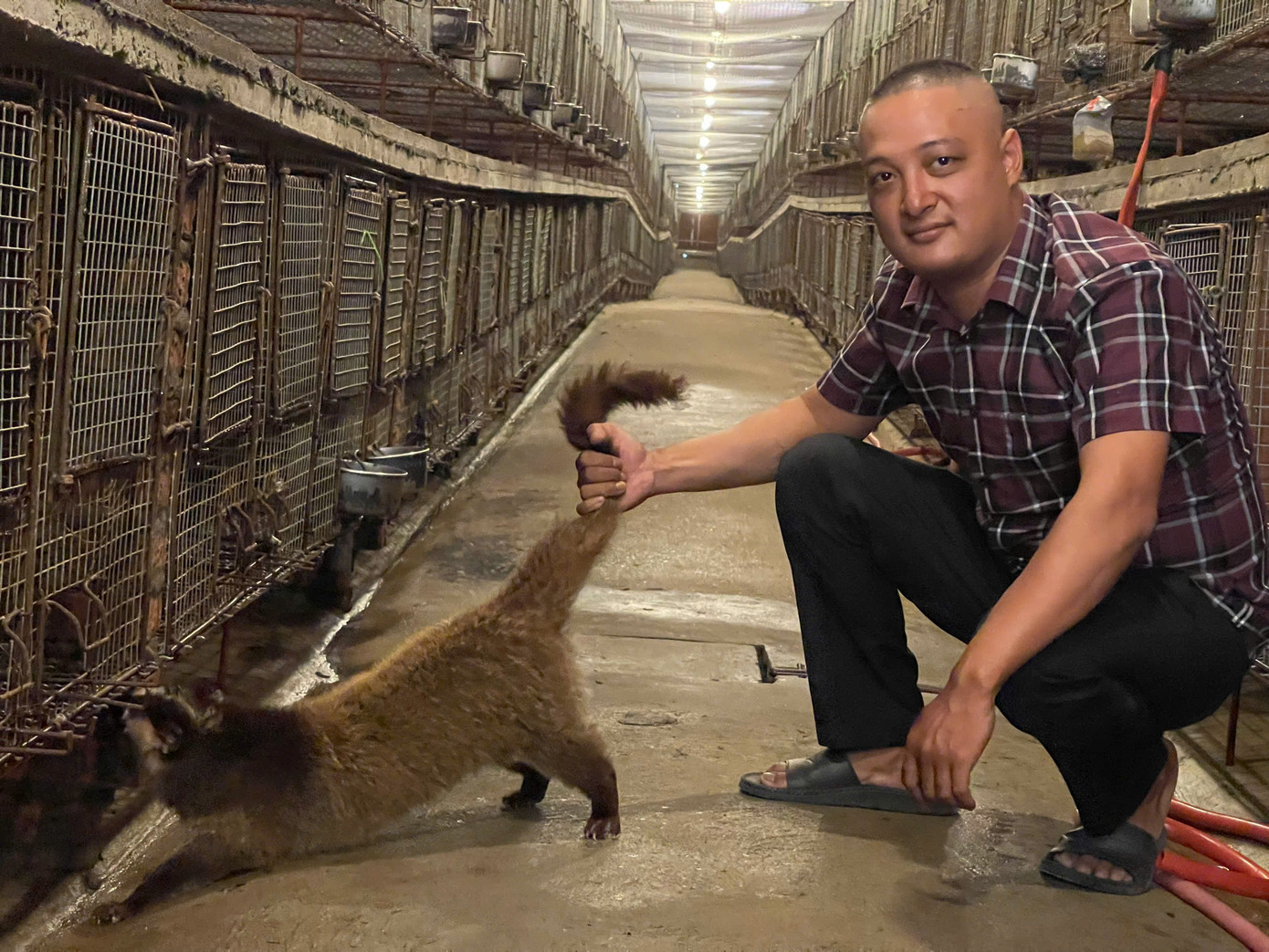 Anh Vũ Hữu Thảo, chủ trang trại cầy vòi mốc (xã Bằng Doãn, huyện Đoan Hùng, tỉnh Phú Thọ). Anh Vũ Hữu Thảo, chủ trang trại cầy vòi mốc (xã Bằng Doãn, huyện Đoan Hùng, tỉnh Phú Thọ).