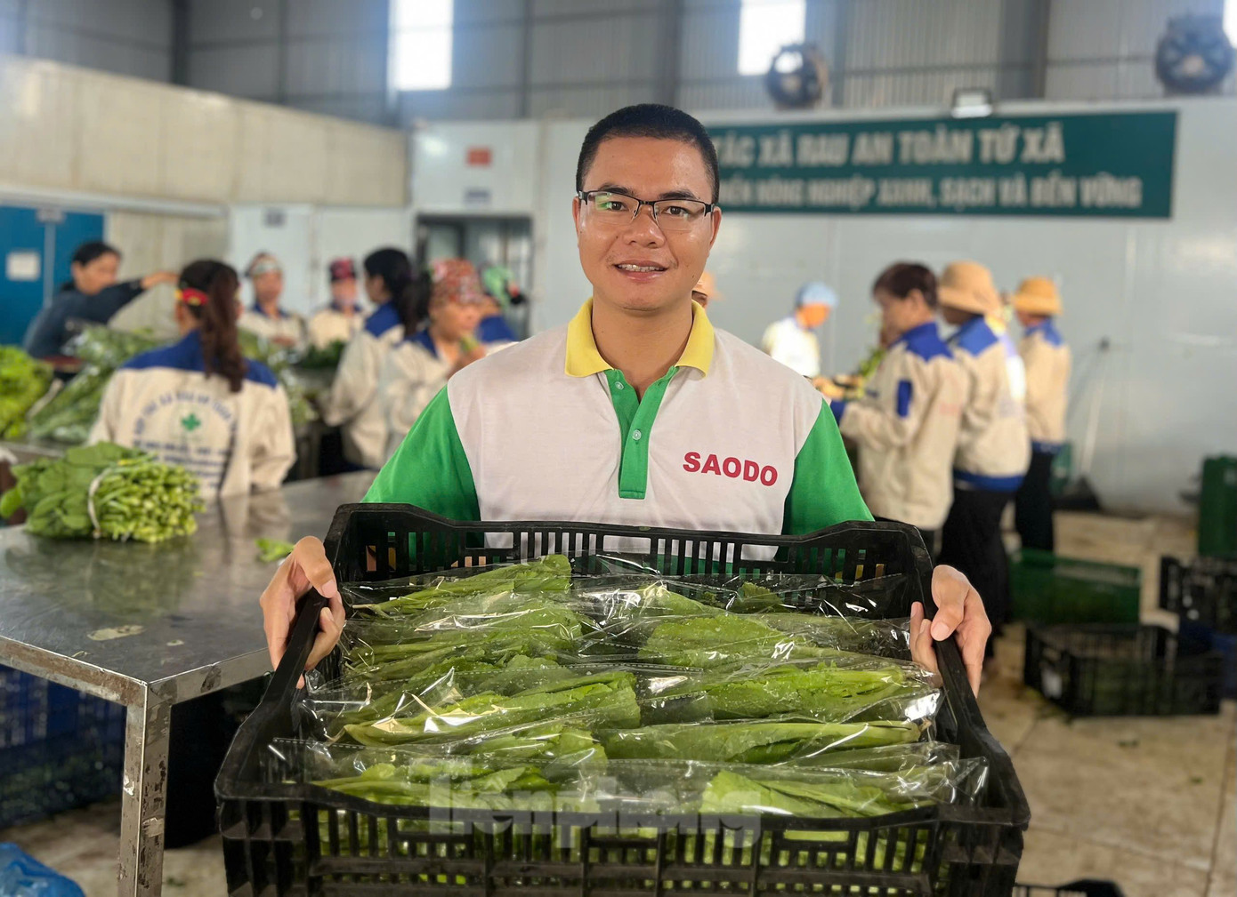 Anh Nguyễn Văn Nghĩa - Giám đốc HTX rau an toàn Tứ Xã cho biết, chúng tôi trồng và chăm sóc, sản xuất theo tiêu chuẩn VietGap. Tương lai hướng đến hình thành một vùng chuyên canh rau an toàn quy mô lớn, tận dụng nguồn tài nguyên sẵn có và nguồn lực hỗ trợ của chính quyền địa phương.