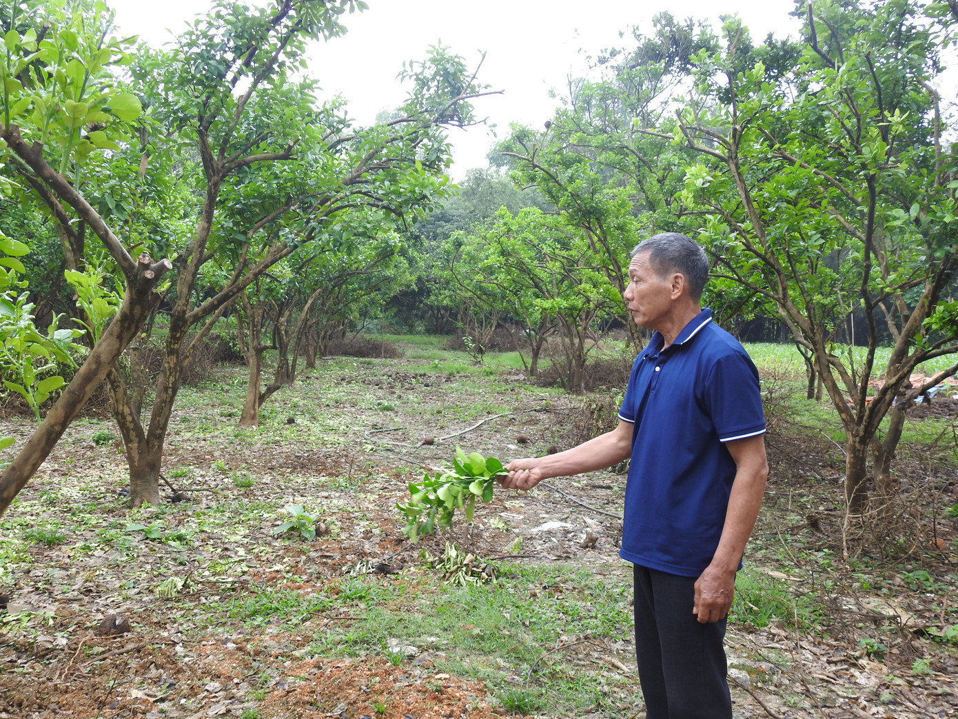 Ông Vũ Khánh Hiệp phấn khởi vì vườn bưởi của gia đình đã hồi sinh trở lại. Ông Vũ Khánh Hiệp phấn khởi vì vườn bưởi của gia đình đã hồi sinh trở lại.