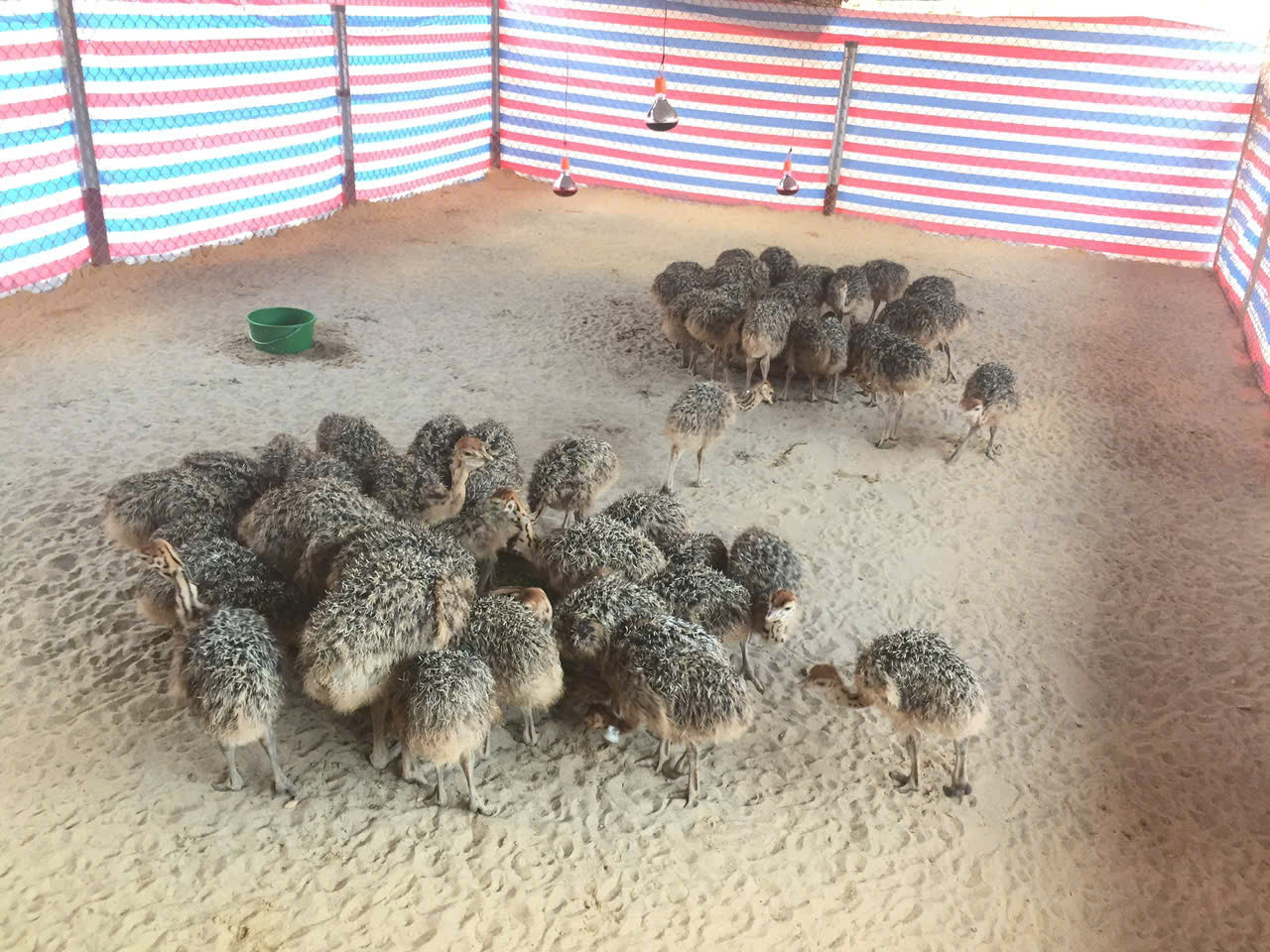 Với 100 con đà điểu anh Vĩnh thu khoảng 220 triệu đồng tiền lợi nhuận đã trừ các chi phí.