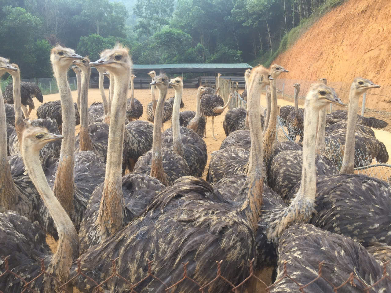 Đà điểu là loài vật dễ nuôi, chịu nóng, chịu rét rất tốt lại cho lợi nhuận kinh tế cao.