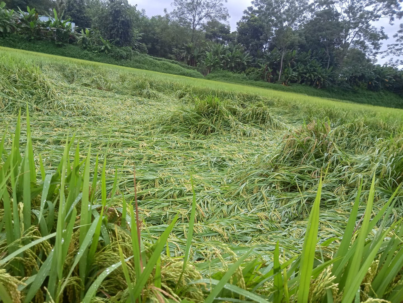 Do ảnh hưởng của cơn bão số 3, khoảng 1.300 ha diện tích hoa màu trên địa bàn tỉnh Tuyên Quang bị đổ, ngập. Do ảnh hưởng của cơn bão số 3, khoảng 1.300 ha diện tích hoa màu trên địa bàn tỉnh Tuyên Quang bị đổ, ngập.