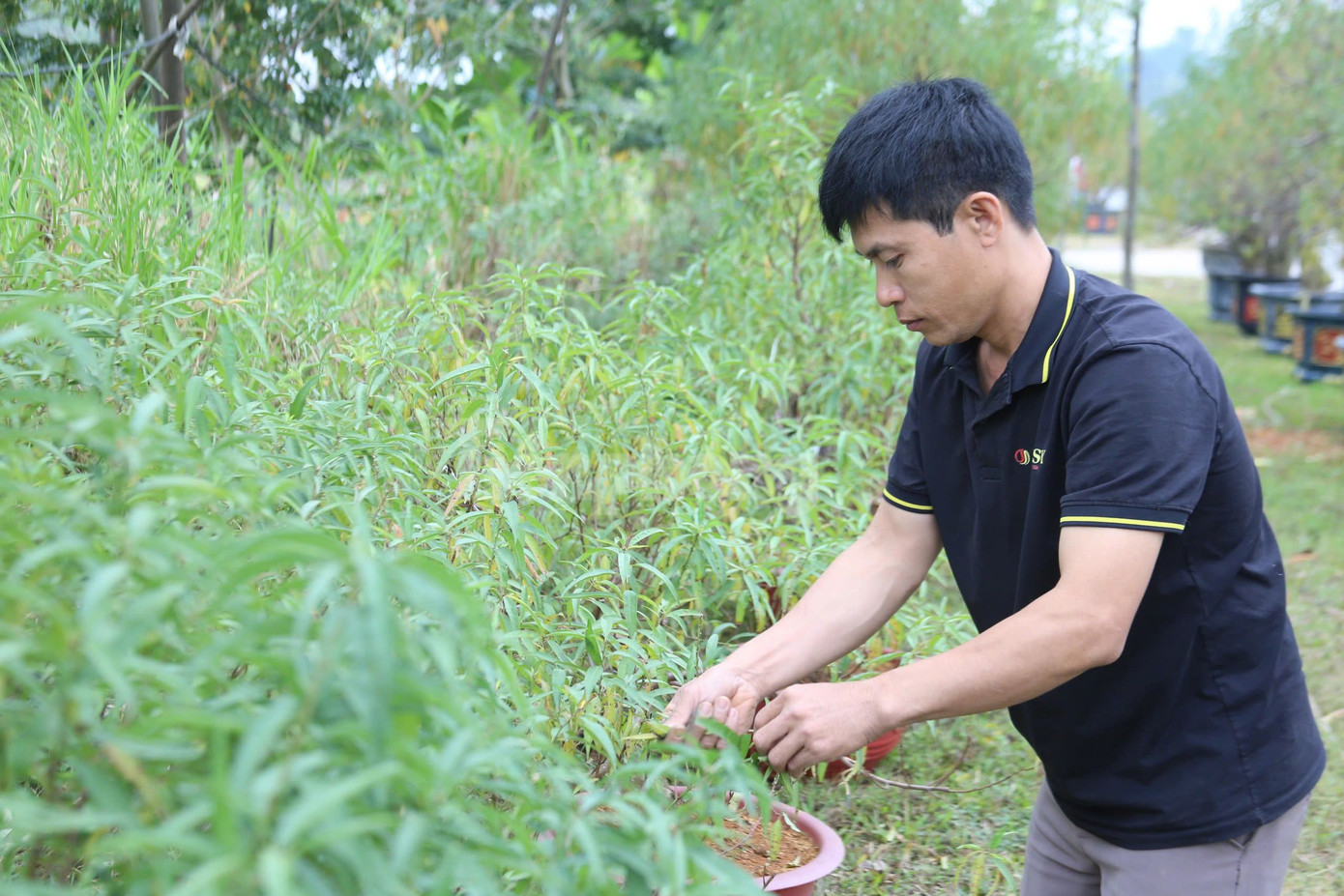 Chỉ còn hơn 1 tháng nữa đến Tết Nguyên đán 2025, người dân trồng đào tại xã Thanh Đình đang chạy nước rút chăm sóc cây đào trong không khí vào vụ cuối năm.