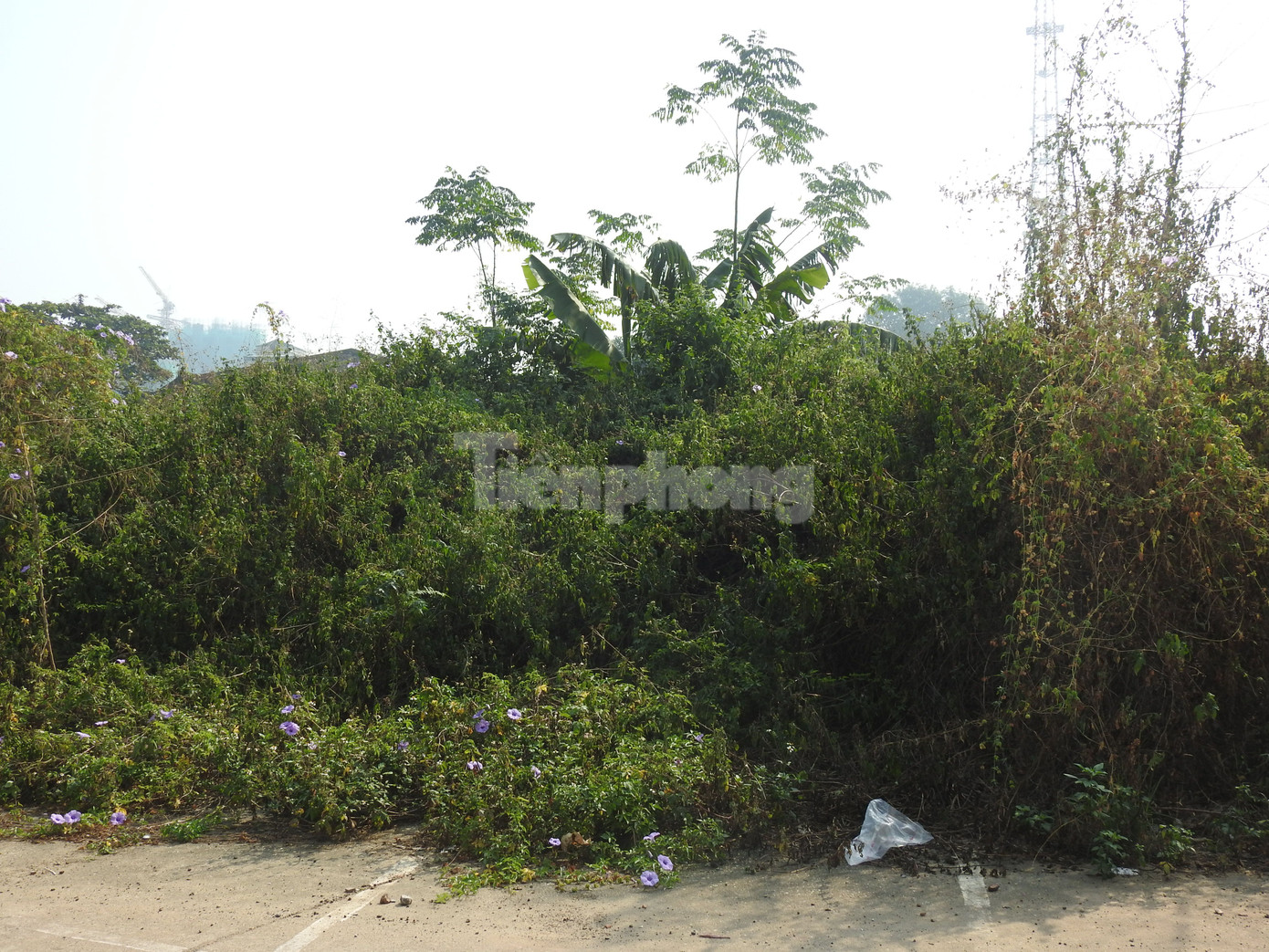 Một phần khu đất bị bỏ hoang, cỏ mọc um tùm nhiều năm nay.