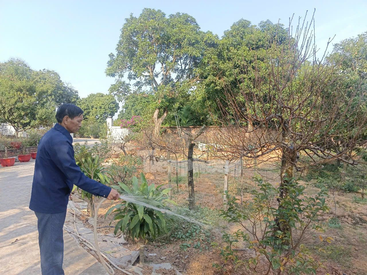 Theo ông Lý, việc cung cấp đủ nước giúp cây đào phát triển thuận lợi. Tuy nhiên, thời tiết nắng ấm như hiện nay lại hạn chế tưới nước tránh việc hoa nở sớm.