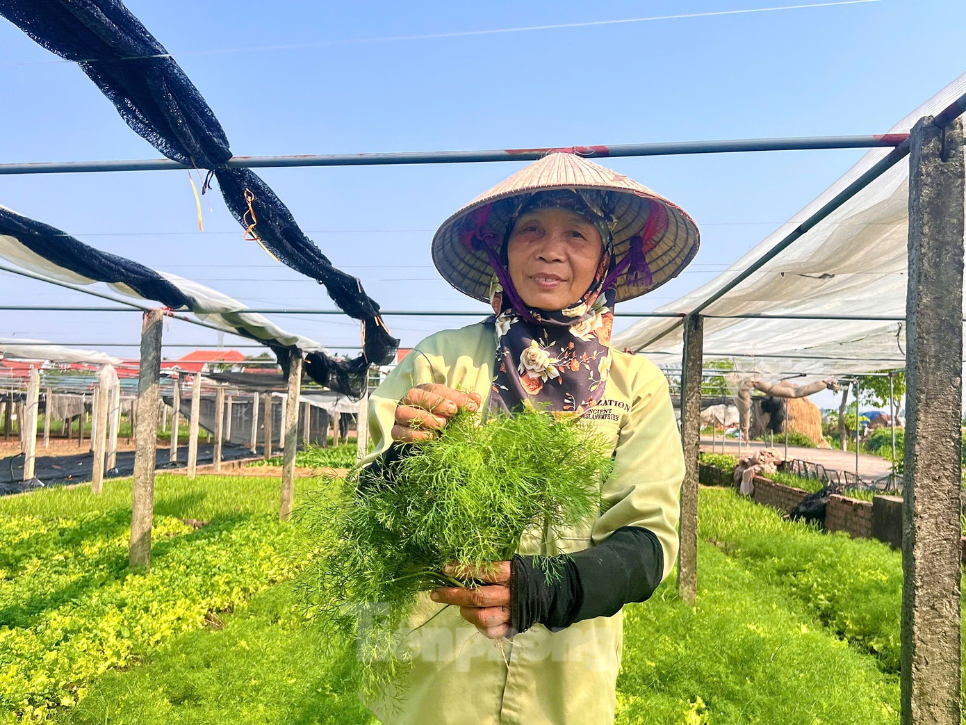 Thời tiết thuận lợi, ngày nắng đêm lạnh đã tạo điều kiện cho rau phát triển, đạt chất lượng tốt.