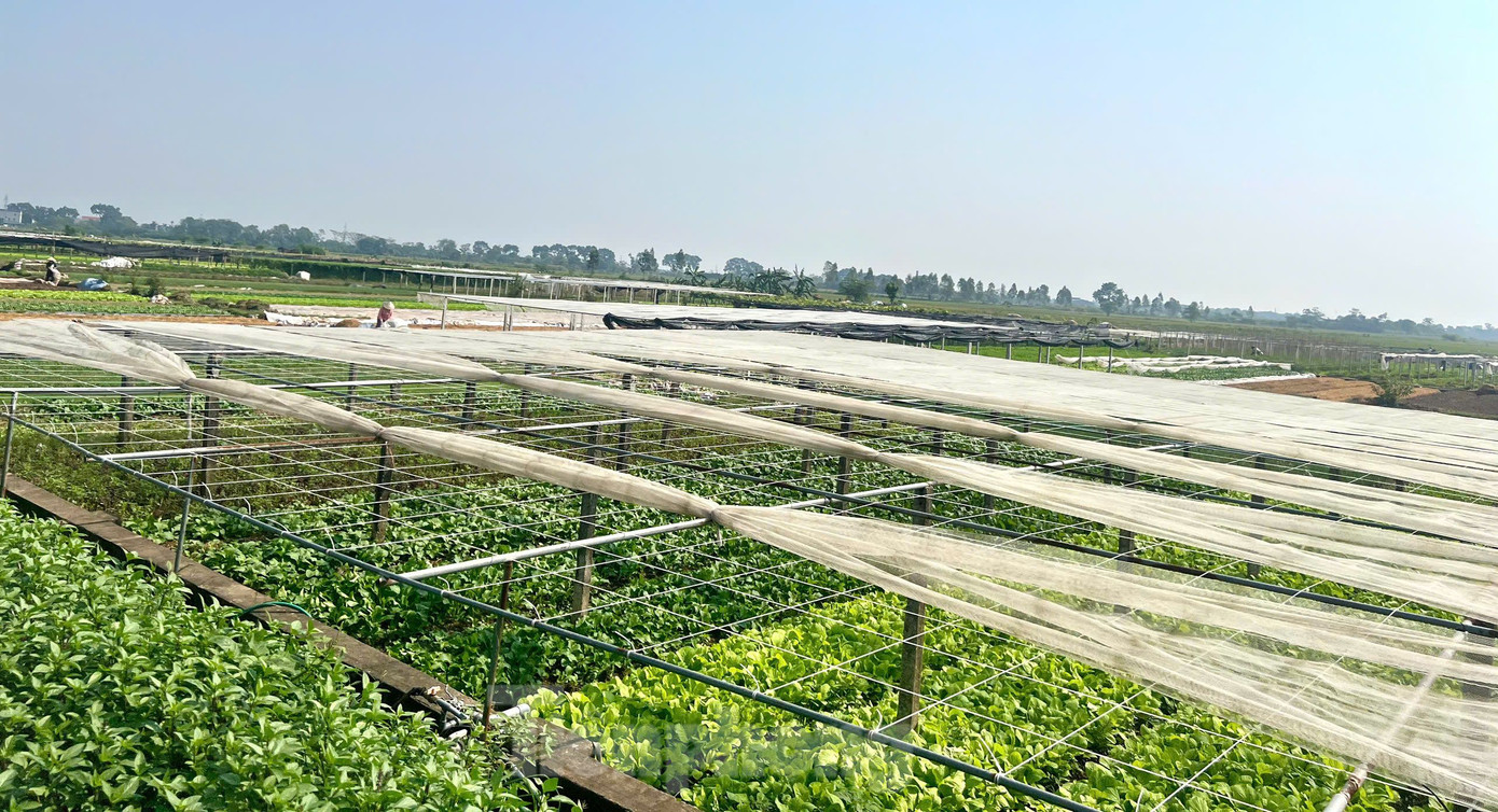 Thời điểm ban đầu thành lập HTX có hơn 20 thành viên với diện tích khoảng 3 ha. Đến nay, sau gần 10 năm thành lập, HTX rau an toàn Tứ Xã có hơn 100 thành viên.