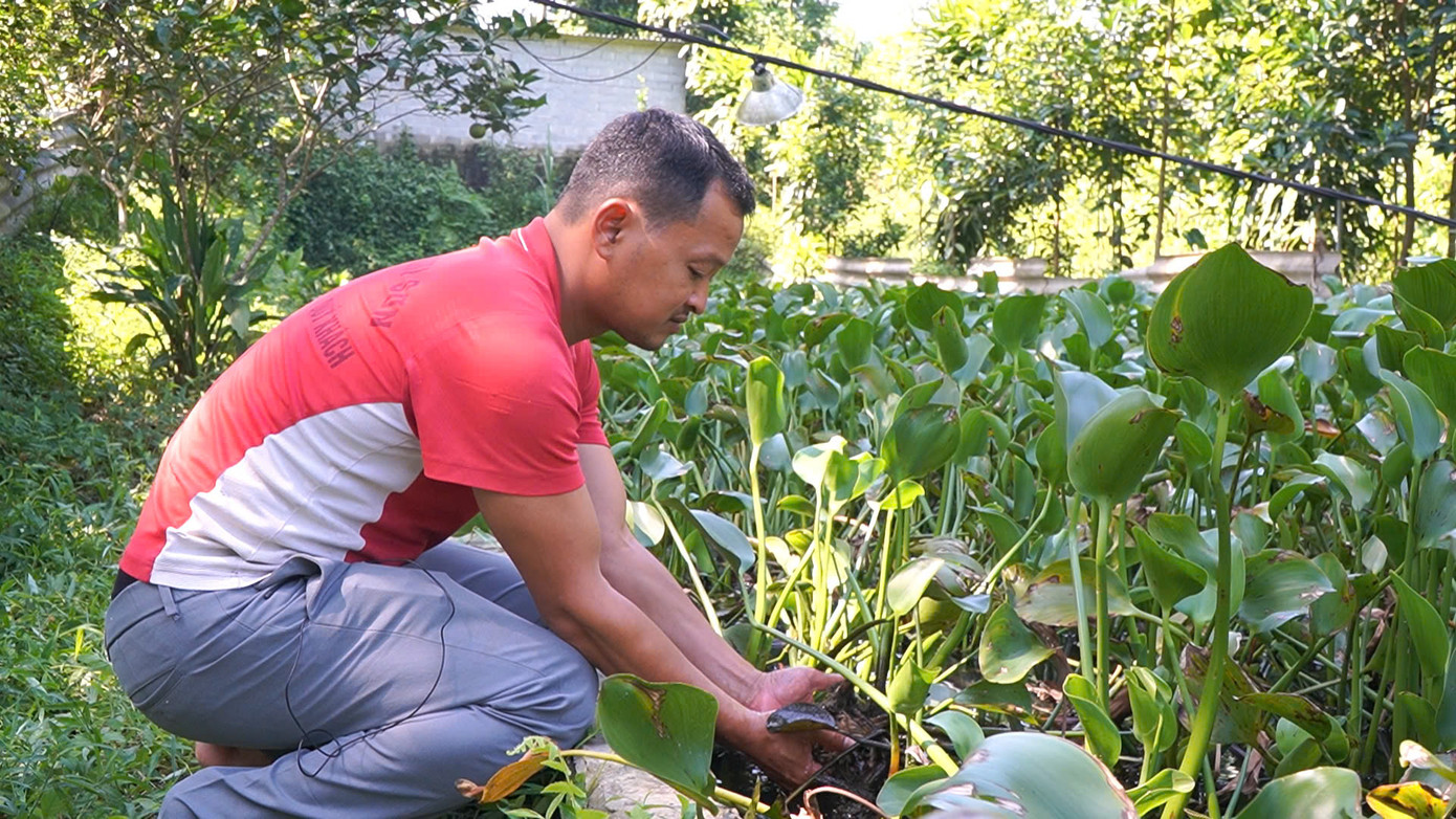 Nhờ mô hình nuôi cua đồng trong bể xi măng, thu nhập hàng năm của gia đình anh Vũ Sỹ Linh khoảng 600 - 700 triệu đồng.