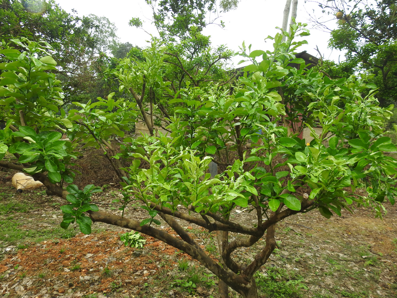 Sau 1 tháng được hướng dẫn kỹ thuật cắt tỉa cành cây, các cây bưởi đã đâm chồi, ra những cành lá xanh vốn có trước đây. Sau 1 tháng được hướng dẫn kỹ thuật cắt tỉa cành cây, các cây bưởi đã đâm chồi, ra những cành lá xanh vốn có trước đây.