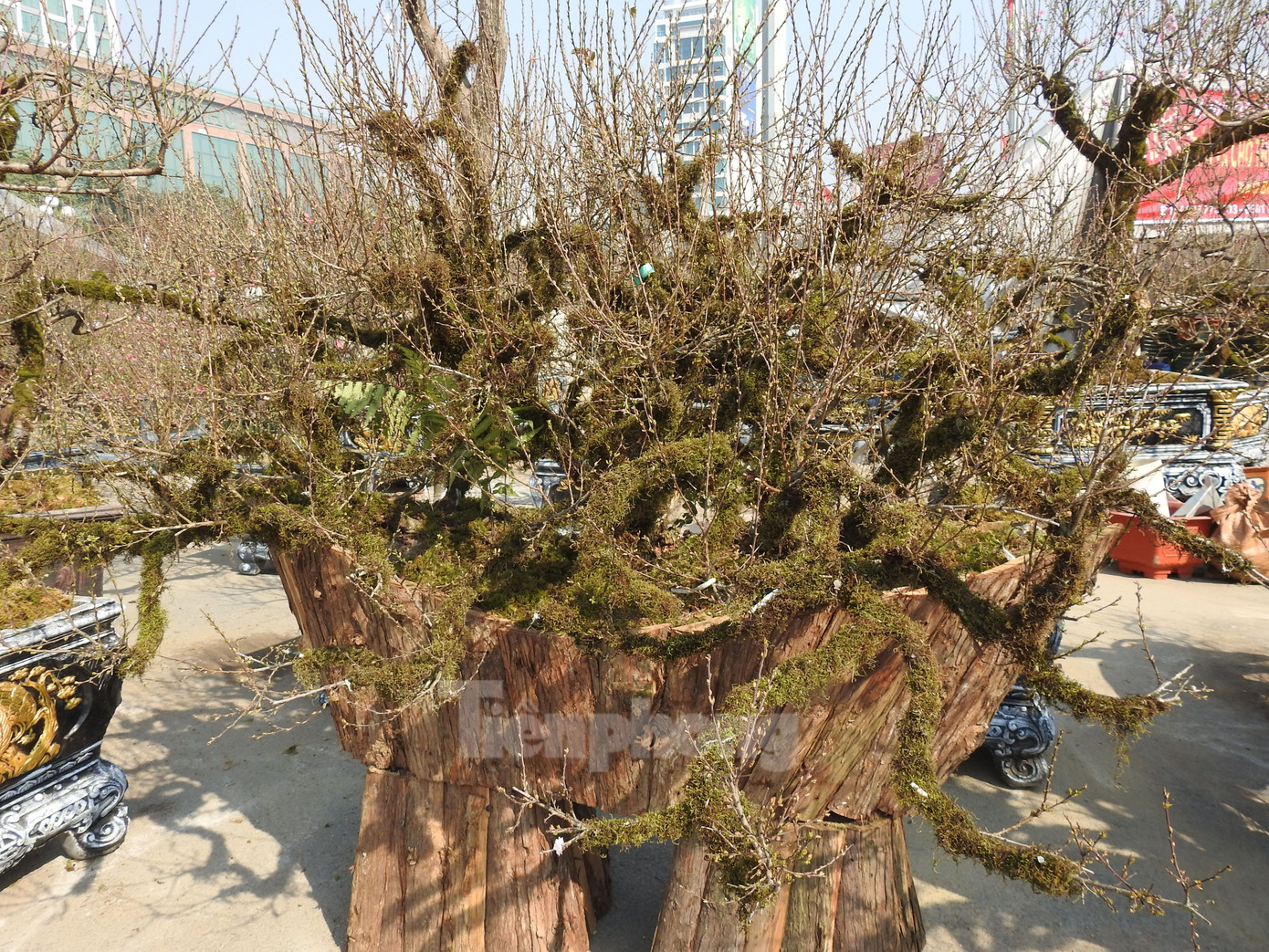 Đào rừng được lựa chọn bởi những nét riêng, độc đáo như gốc đào to chắc, có nấm ở thân, nụ hoa to, cánh dày màu hồng, rêu phủ kín gốc.