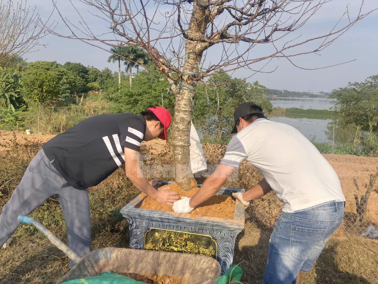 Sau khi đưa cây đào từ vườn lên chậu, bên dưới được lót bằng chấu, các chủ vườn cho thêm đất, tưới nước chăm sóc cho cây đào ra hoa đúng dịp Tết.