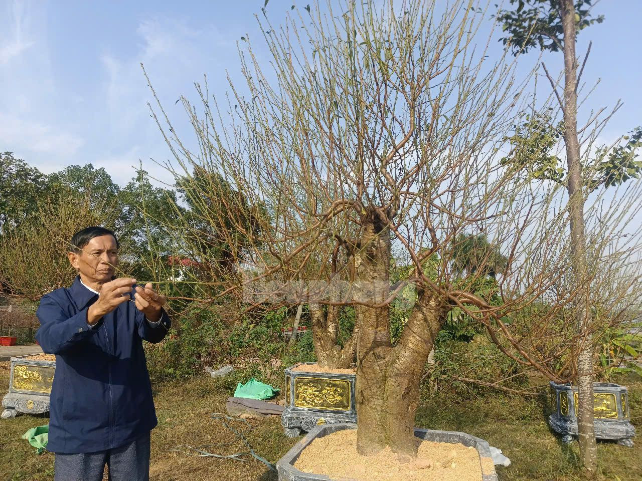 Để đảm bảo đủ cho cung ứng thị trường, hiện nay các nhà vườn đã bước vào giai đoạn cuối cùng chăm sóc, chỉnh sửa cho cây đào nở hoa vào đúng dịp Tết Nguyên đán 2025.