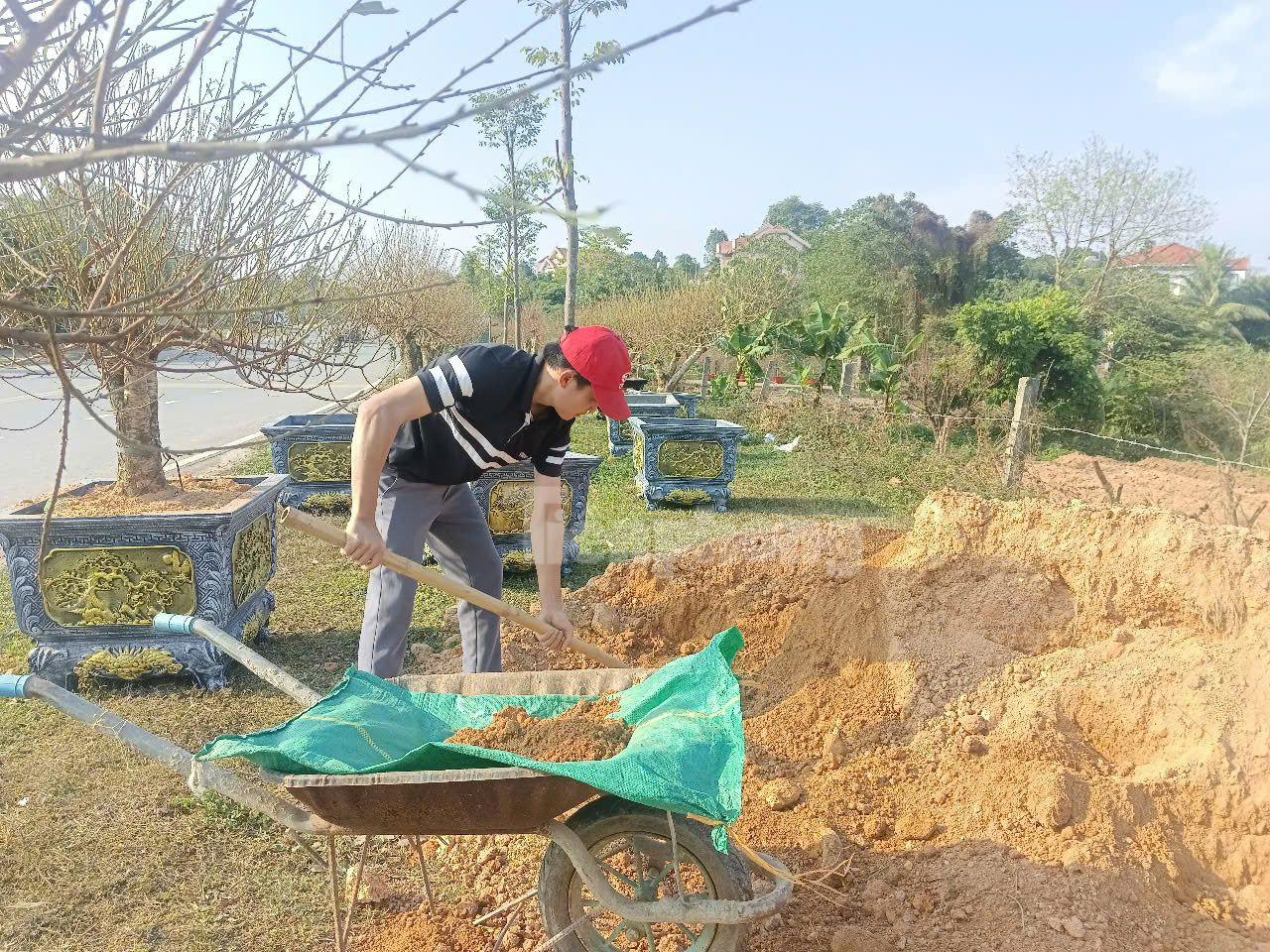 Thời điểm hiện tại, người dân đang bước vào khâu cuối cùng trước khi đưa cây đào ra thị trường.