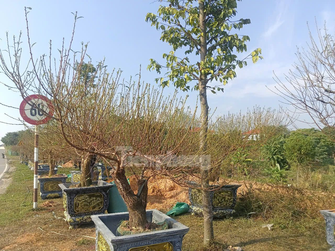 Với 126 hộ trồng đào trên diện tích 7,5ha, trong dịp Tết Ất Tỵ 2025, làng nghề dự kiến sẽ cung ứng khoảng 40.000 cây đào các loại phục vụ nhu cầu thị trường. Để đạt được con số này, mỗi gia đình trồng đào phải chăm sóc từ 100-200 cây đào, một số hộ đặc biệt còn trồng trên 1000 cây", ông Lý cho biết thêm.