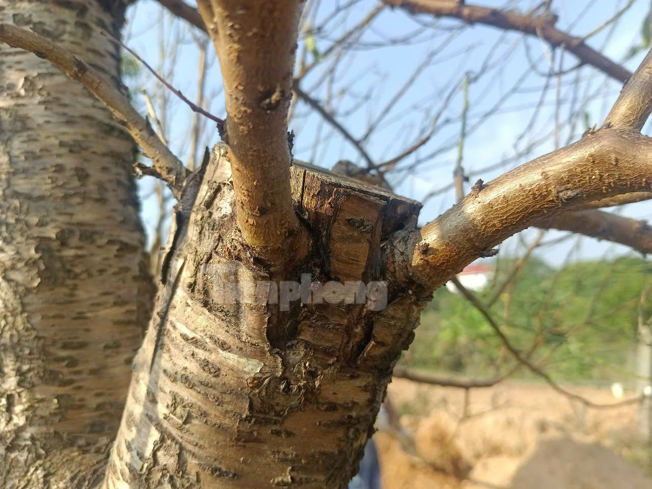 Các gốc đào sau khi được mua về từ Sơn La, Lai Châu, Hà Nội sẽ được ghép mắt tạo ra nhiều thế đào độc lạ.