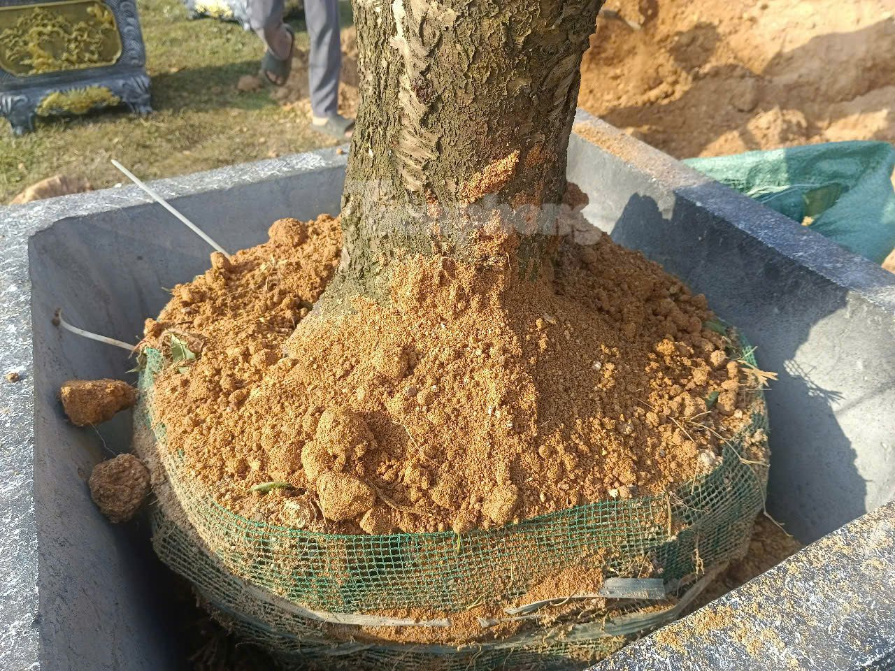 Với kinh nghiệm hơn 30 năm trồng đào, ông Lê Văn Lý - trưởng Làng nghề hoa đào Nhà Nít cho biết: "Cây đào là cây khó tính lại phụ thuộc nhiều vào thời tiết, phải trải qua nhiều khâu đoạn chăm sóc mới tạo nên được 1 cây đào đẹp, có giá trị cung ứng ra thị trường vào mỗi dịp cuối năm".