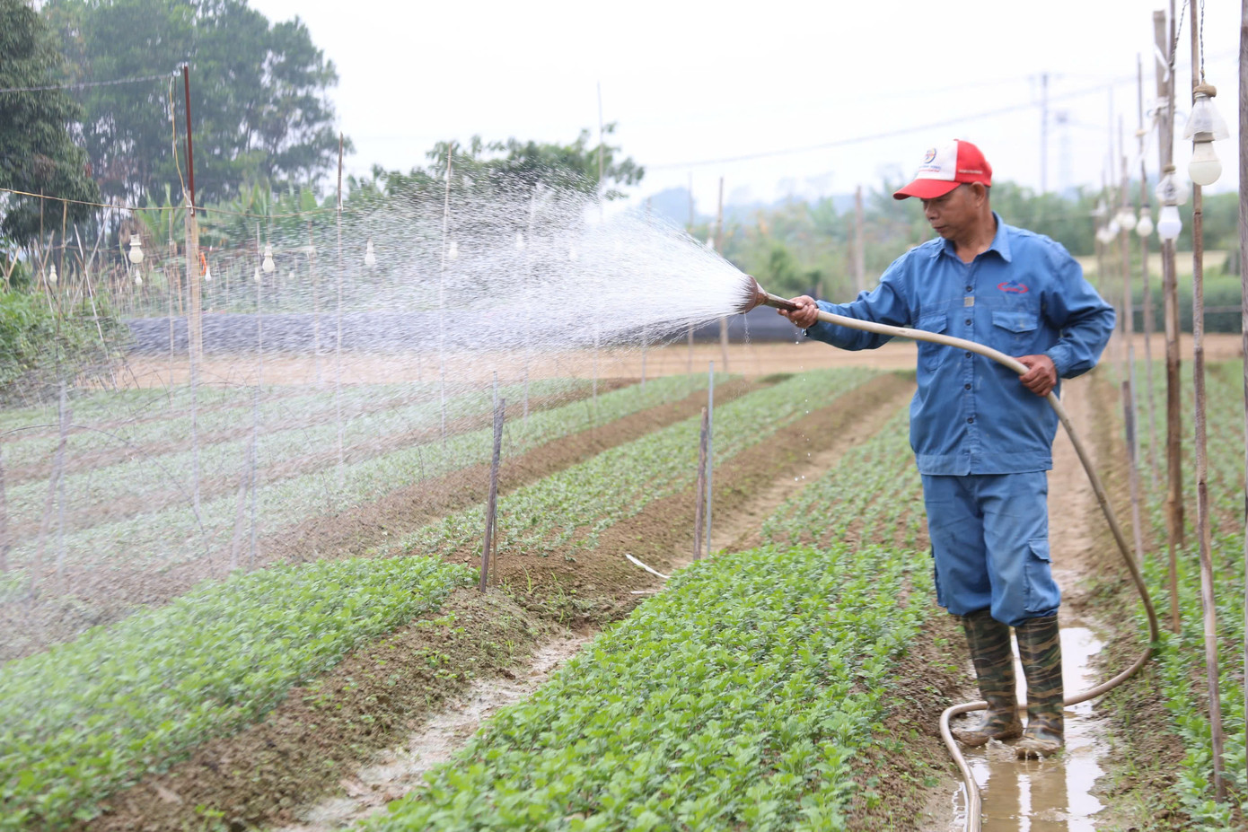 Làng nghề trồng hoa xã Tiên Du, huyện Phù Ninh có từ hơn 20 năm nay Làng nghề trồng hoa xã Tiên Du, huyện Phù Ninh có từ hơn 20 năm nay