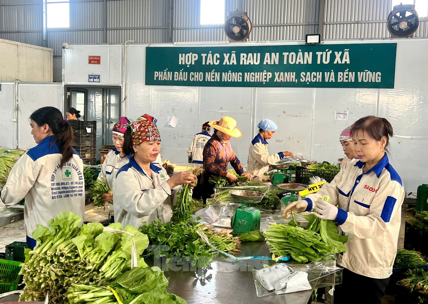 Trao đổi với PV, ông Đoàn Minh Huân - Chủ tịch UBND xã Tứ Xã - cho biết: “Toàn xã có gần 30ha trồng rau an toàn theo tiêu chuẩn VietGap. Tạo nguồn thu nhập ổn định cho người dân, nâng cao đời sống, đóng góp tích cực vào công cuộc xây dựng xã nông thôn mới kiểu mẫu cũng như khu nông thôn mới nâng cao của địa phương".