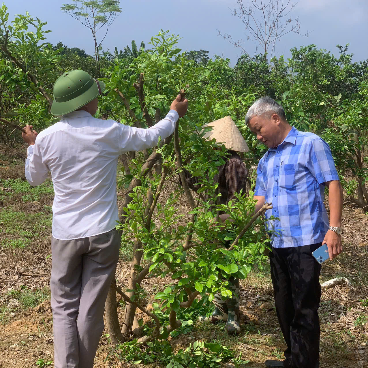 Ông Đỗ Chí Thành - Trạm trưởng Trạm Bảo vệ thực vật huyện Đoan Hùng kiểm tra sự phát triển cây bưởi gia đình anh Hiển. Ông Đỗ Chí Thành - Trạm trưởng Trạm Bảo vệ thực vật huyện Đoan Hùng kiểm tra sự phát triển cây bưởi gia đình anh Hiển.