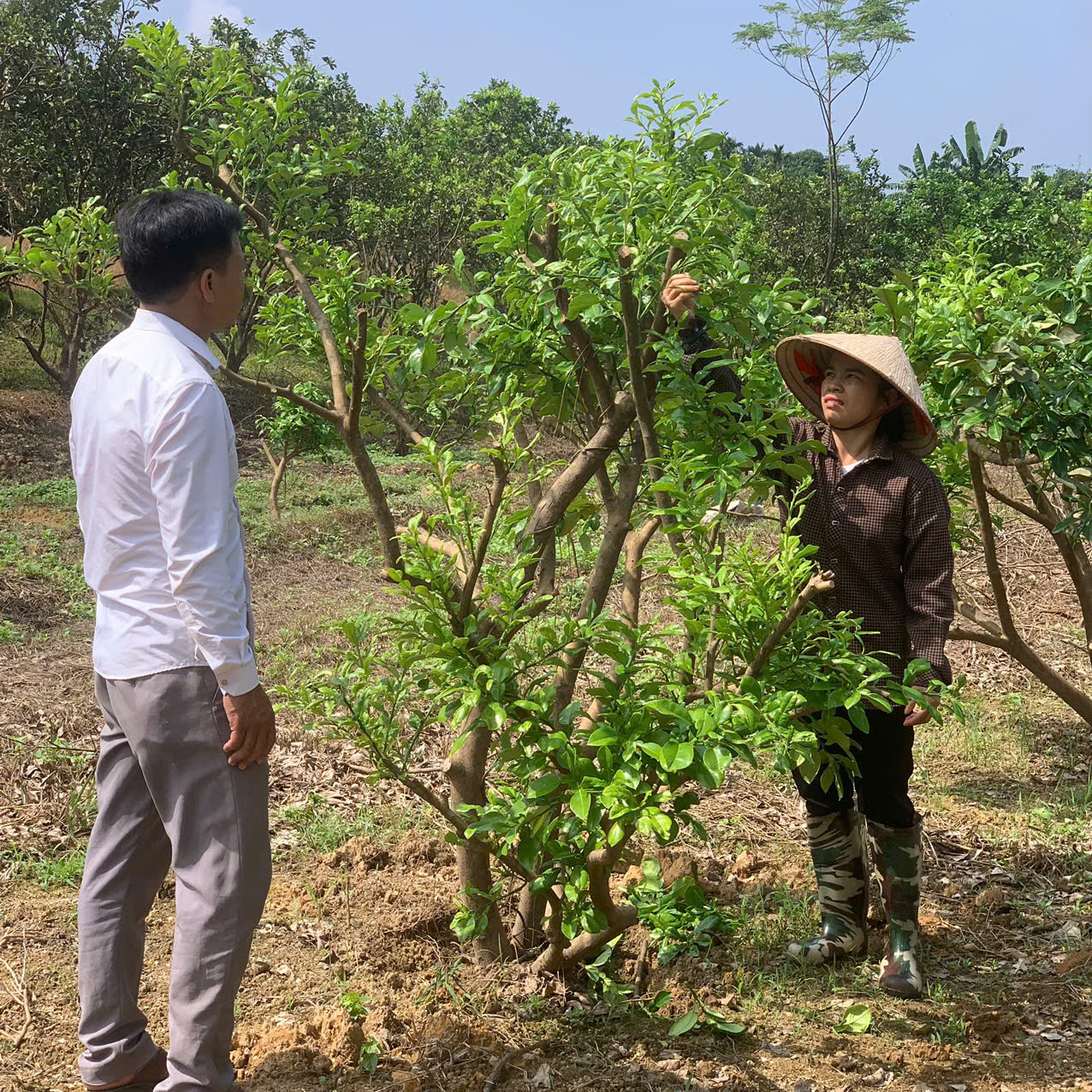 Vợ chồng anh Hoàng Văn Hiển đang tiến hành chăm sóc cây bưởi sau khi bị ngập. Vợ chồng anh Hoàng Văn Hiển đang tiến hành chăm sóc cây bưởi sau khi bị ngập.