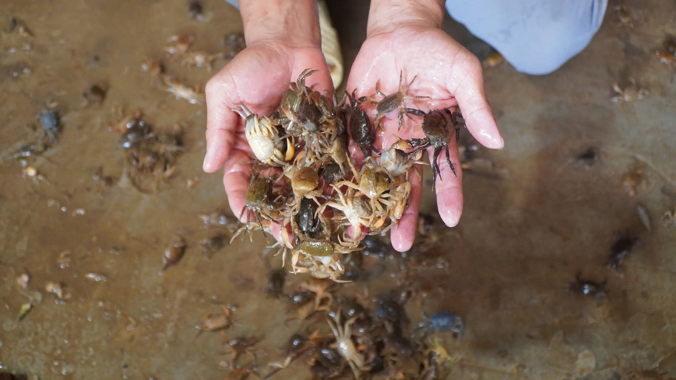 Cua đồng cho giá trị kinh tế cao.