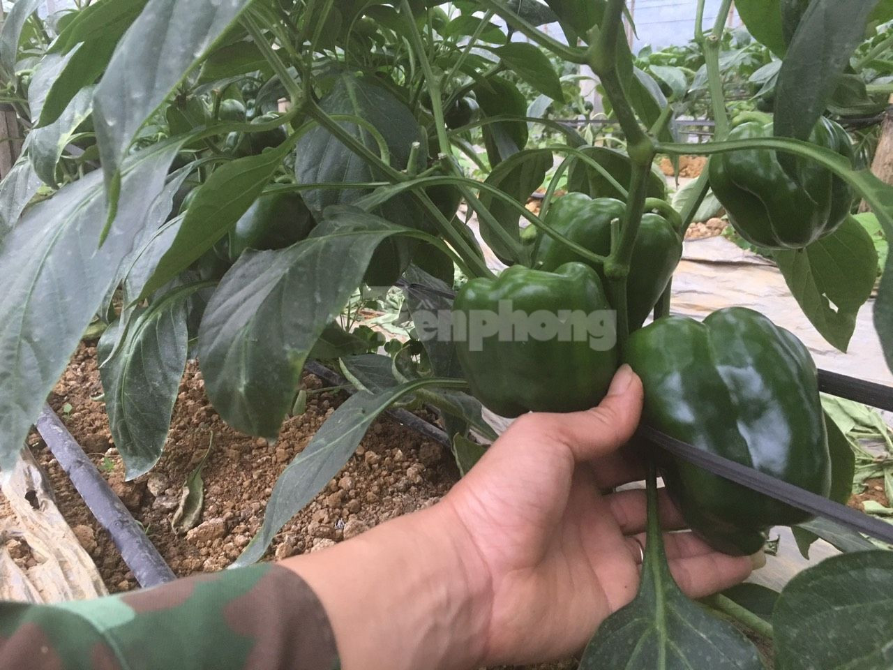 Cũng theo anh Đức Anh, nghề làm rau không bao giờ được nghỉ ngơi, hết lứa này đến lứa khác chúng tôi phải làm lại giống để xuống giống mới.