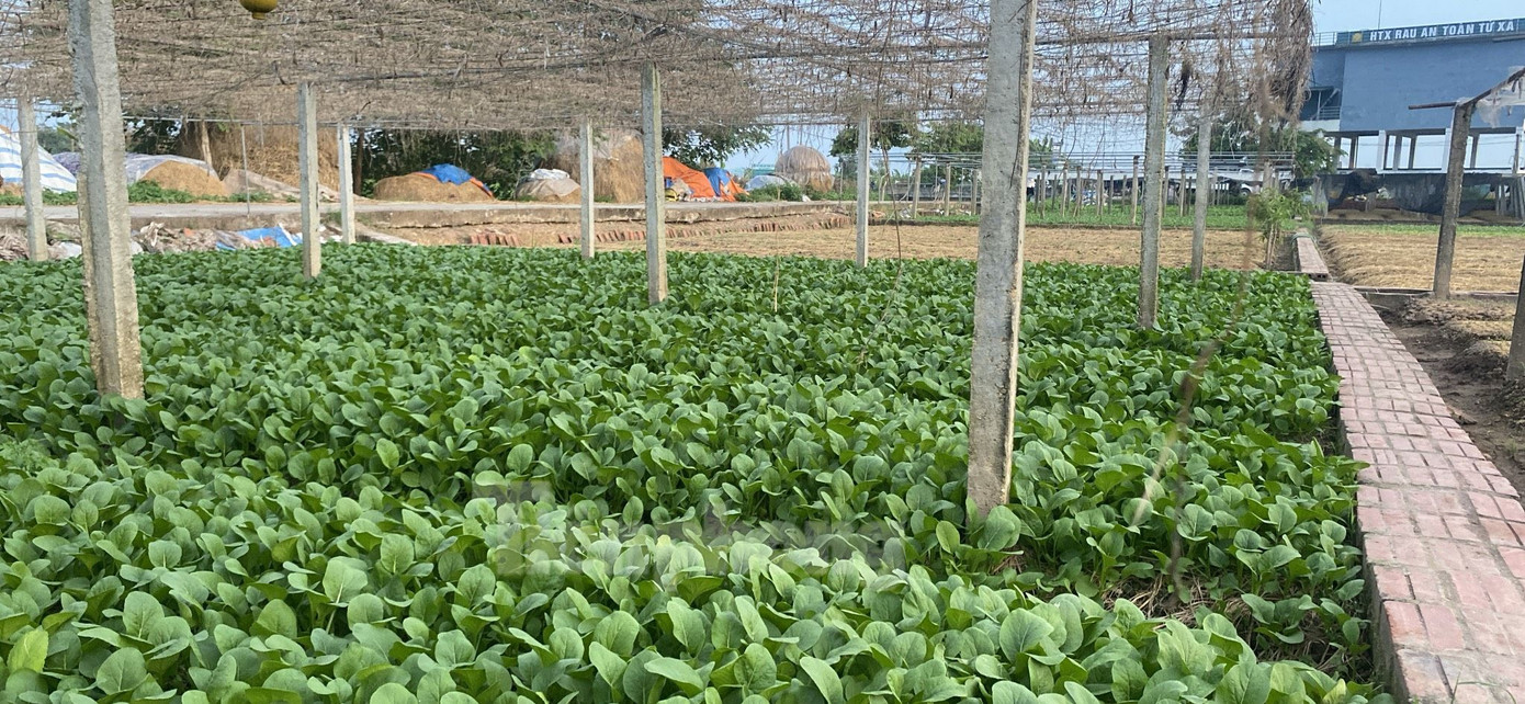 Người dân trồng rau tuyệt đối tuân thủ các quy trình sản xuất nông nghiệp sạch, không sử dụng phân bón và thuốc phun hóa học chỉ sử dụng phân bón hữu cơ, vi sinh tạo chất dinh dưỡng cho cây trồng.