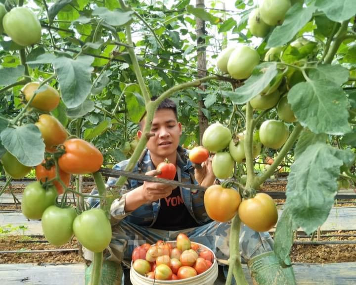 Anh Bùi Đức Anh (xã Tứ Xã) cho biết: “Năm nay tôi sản xuất hơn 1 sào cây rau giống gồm các loại như: Cà chua, súp lơ, bắp cải, su hào, rau cải... Thời tiết năm nay thuận lợi nên rau đạt chất lượng tốt, mẫu mã đẹp. Thu nhập bình quân của gia đình khoảng 18 triệu đồng/tháng.