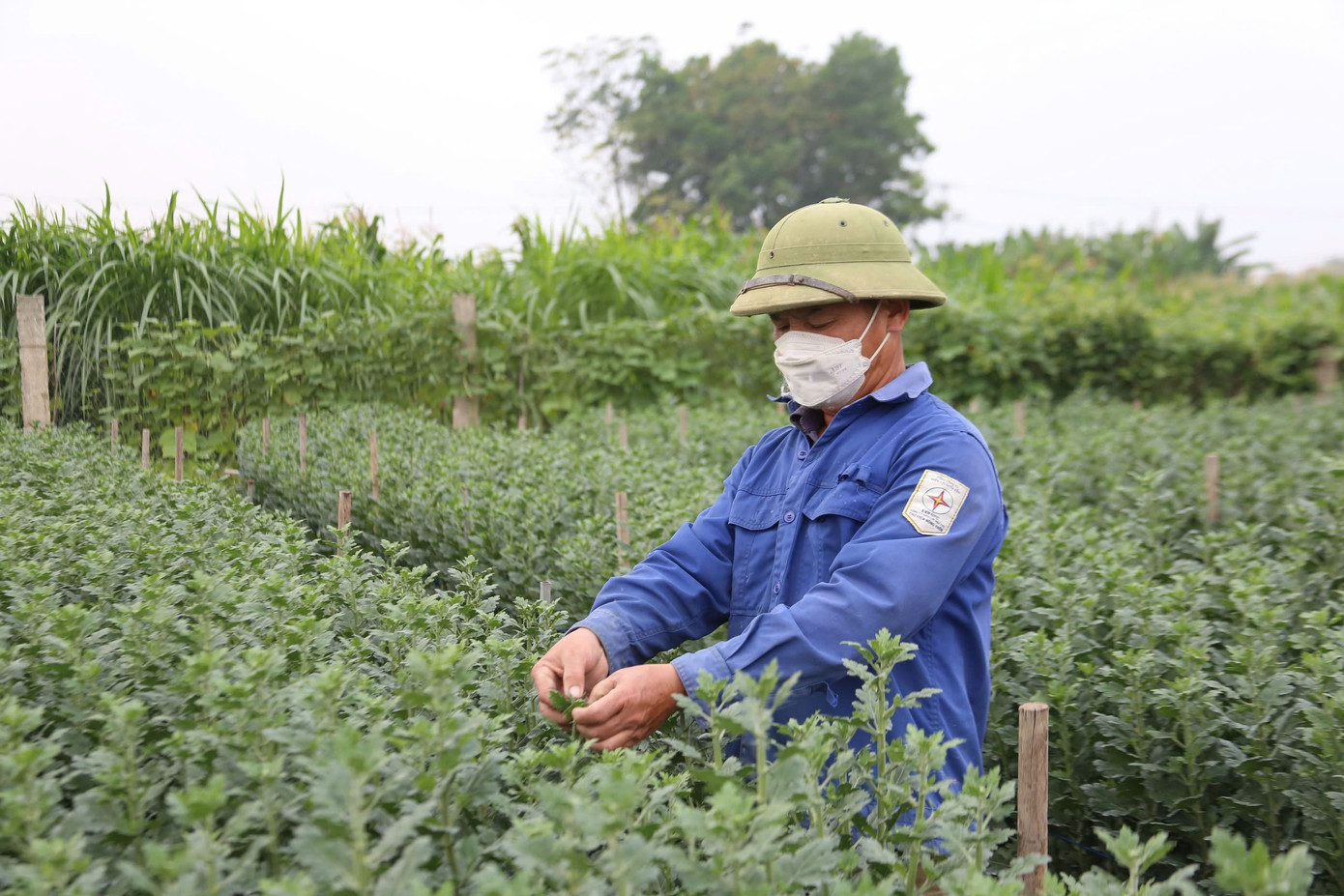 Theo ước tính, dịp tết nguyên đán 2025, làng hoa xã Tiên Du sẽ cung ứng ra thị trường khoảng 20 vạn bông cúc các loại. Theo ước tính, dịp tết nguyên đán 2025, làng hoa xã Tiên Du sẽ cung ứng ra thị trường khoảng 20 vạn bông cúc các loại.