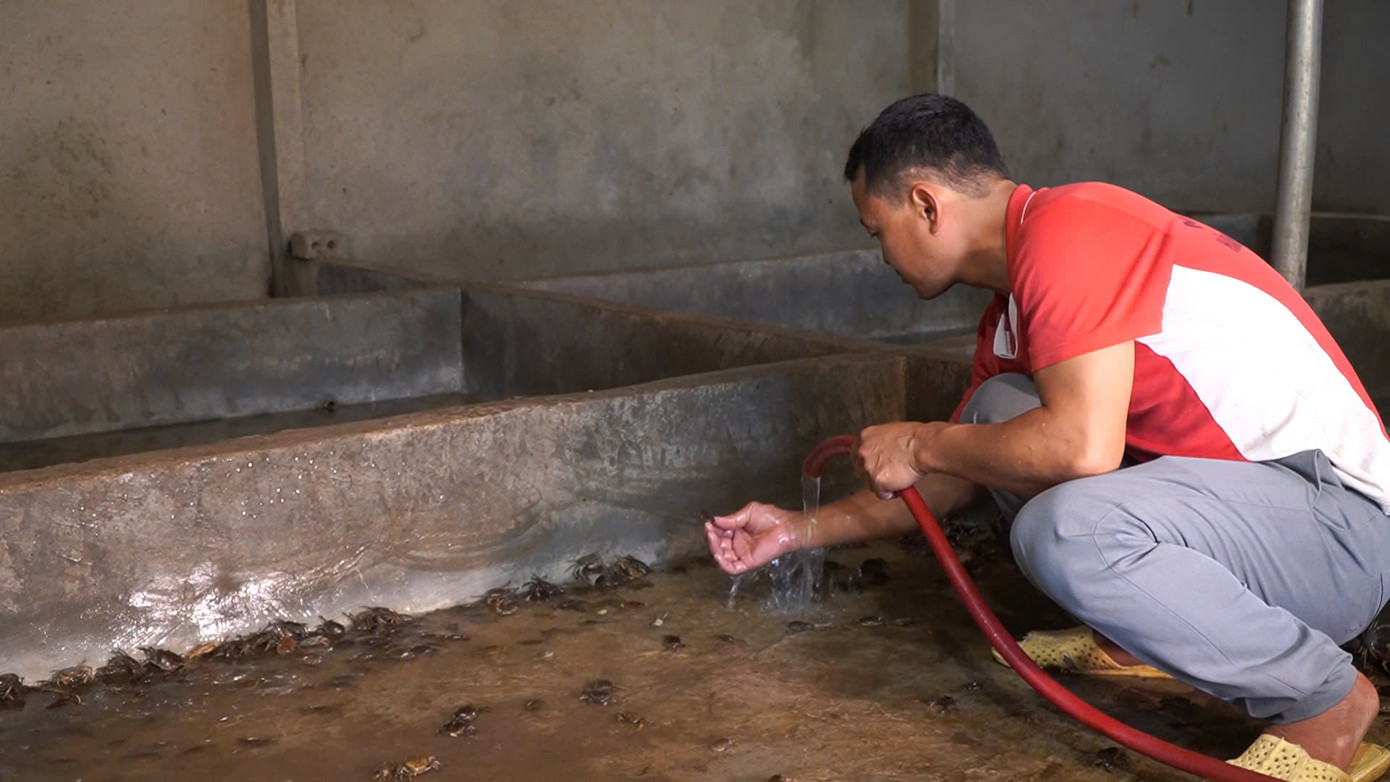 Cua đồng là con vật rất dễ nuôi lại cho kinh tế cao.