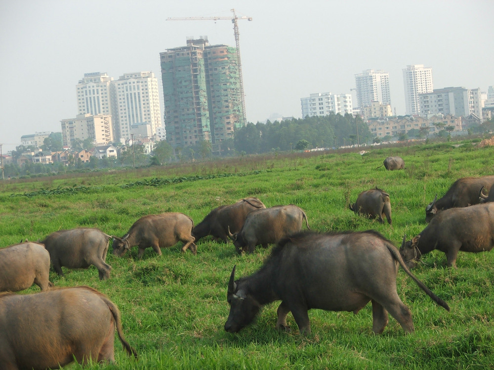 Nhiều khu vực trong dự án đô thị Tây Hồ Tây vẫn bỏ hoang do chậm giải phóng mặt bằng. Nhiều khu vực trong dự án đô thị Tây Hồ Tây vẫn bỏ hoang do chậm giải phóng mặt bằng