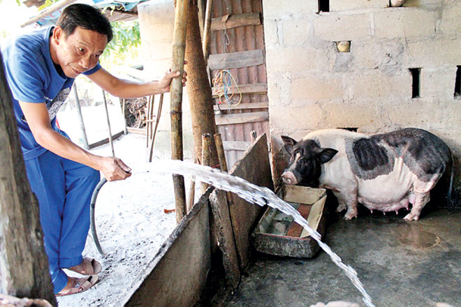 Để có tiền trang trải cuộc sống và duy trì lớp học, ngoài giờ lên lớp, thầy Trai cặm cụi chăm sóc từ con heo đến đàn gà