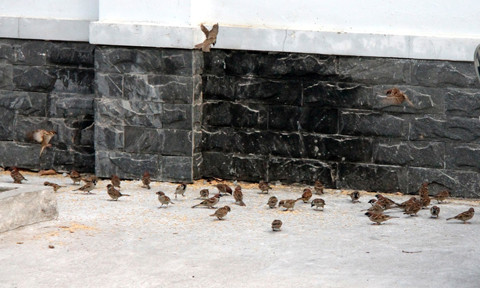 Mười năm ngồi hè phố vãi thóc bầu bạn với chim sẻ ảnh 1