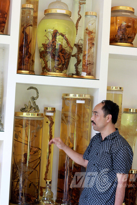 Chuyện người đàn ông dốc tiền 'chơi' Sâm Ngọc Linh ảnh 4