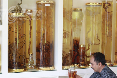 Chuyện người đàn ông dốc tiền 'chơi' Sâm Ngọc Linh ảnh 3