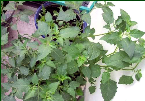 Thèm rau dại, dân Hà thành trồng cả trên sân thượng ảnh 1