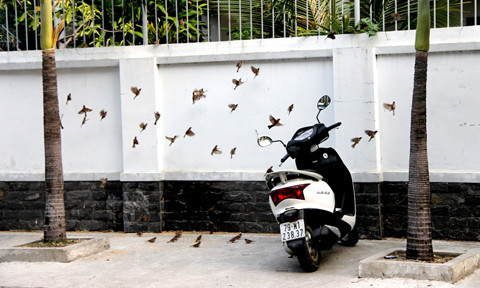 Mười năm ngồi hè phố vãi thóc bầu bạn với chim sẻ ảnh 2