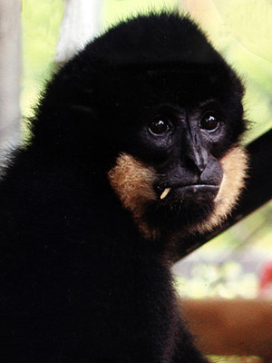 Vượn đen má vàng đực. Ảnh: EAST