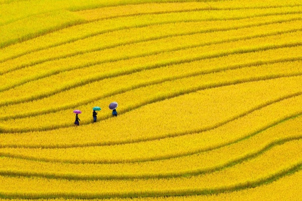 Mù Cang mùa lúa chín – tuyệt mỹ sóng vàng trên non ảnh 5