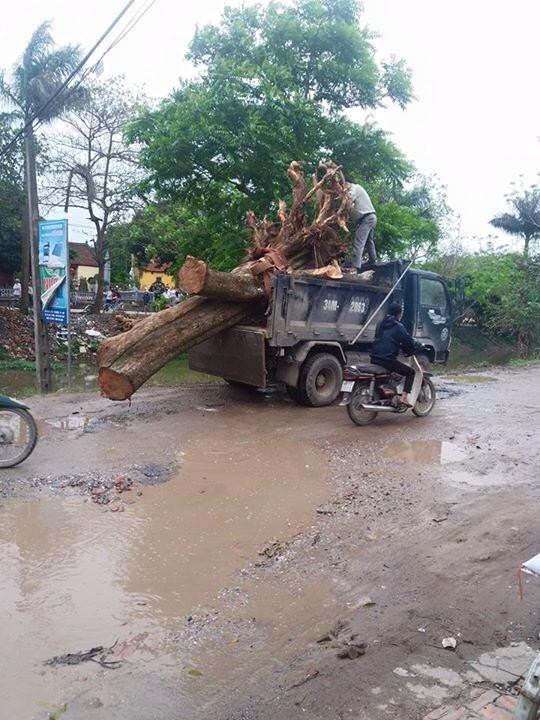 Gần chục cây sưa trong đình làng Đông Cốc đã bị bán như thế nào? ảnh 3