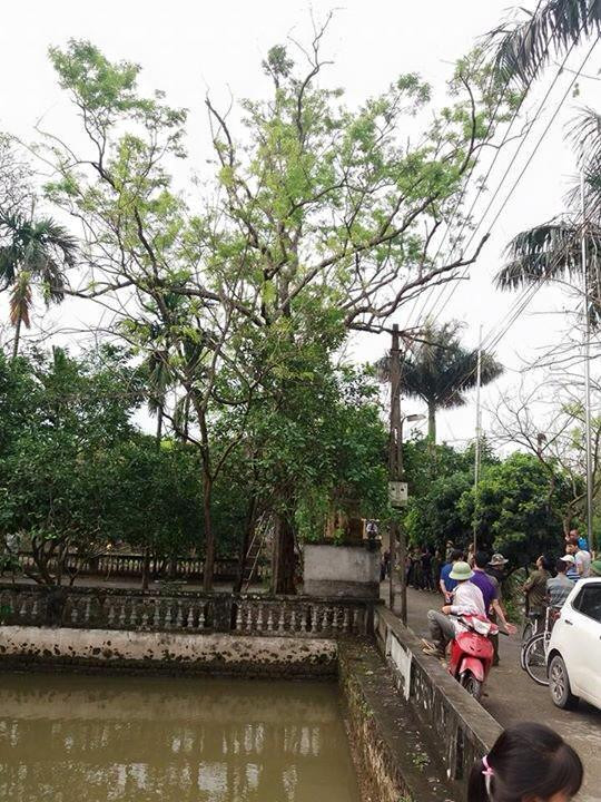 Gần chục cây sưa trong đình làng Đông Cốc đã bị bán như thế nào? ảnh 1