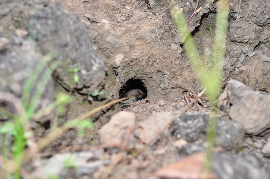 Tận thấy “kỹ nghệ” dùng kiến bù nhọt săn bò cạp ảnh 4