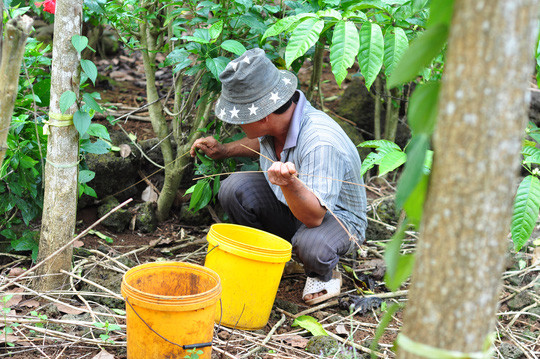 Tận thấy “kỹ nghệ” dùng kiến bù nhọt săn bò cạp ảnh 3