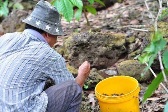 Tận thấy “kỹ nghệ” dùng kiến bù nhọt săn bò cạp ảnh 6