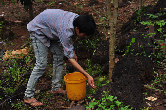 Tận thấy “kỹ nghệ” dùng kiến bù nhọt săn bò cạp ảnh 1