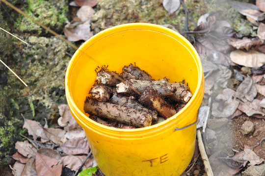 Tận thấy “kỹ nghệ” dùng kiến bù nhọt săn bò cạp ảnh 5